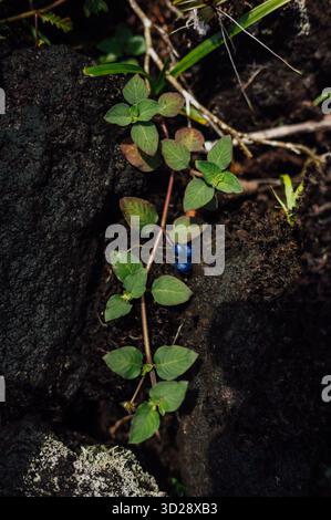 Psychotria caffè selvatico con bacche blu sul vulcano Arenal Foto Stock