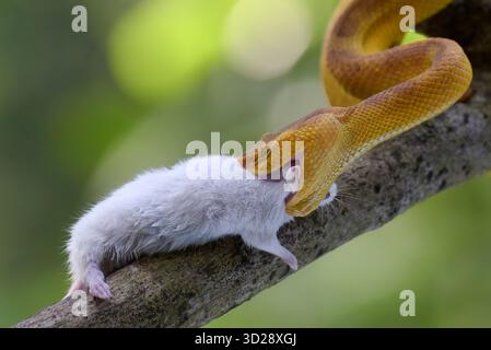 la fossa gialla con labbra bianche si avvolse e la sua preda Foto Stock