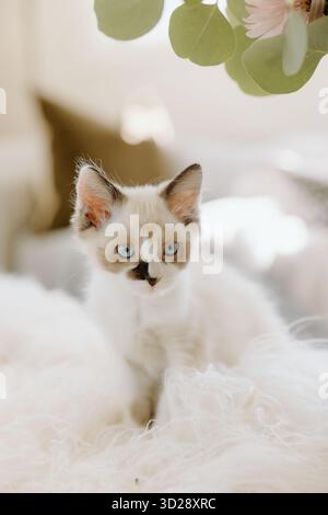 Foster gattino con occhi blu e segni unici Foto Stock
