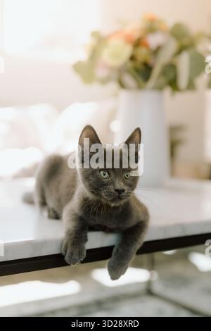 Gattino grigio Foster appoggiato su un tavolo di marmo Foto Stock