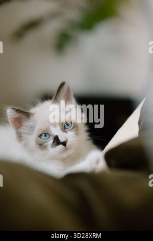 Gattino con occhi blu e segni unici Foto Stock