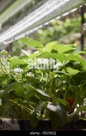 Coltivare piante di fragole al chiuso sotto una luce intensa Foto Stock