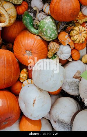 Colorato assortimento di zucche e buongustai in mostra in autunno Foto Stock