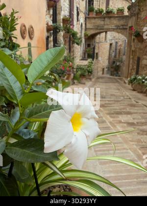 Splendida vista su un vicolo di Spello, un famoso borgo medievale dell'Umbria rinomato per le sue strade fiancheggiate da fiori Foto Stock