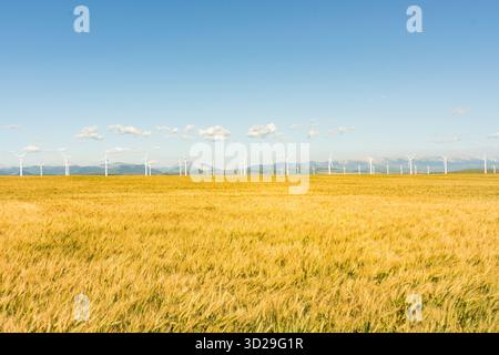Campo di grano dorato sotto un cielo blu con turbine eoliche in lontananza. Pincher Creek, Alberta Foto Stock