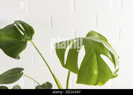 Giovani foglie verdi di una monstera di piante d'appartamento contro un muro di mattoni bianchi. una copia dello spazio. minimalismo in inerior Foto Stock