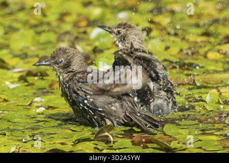 Con due uccelli in piedi su piante acquatiche con goccioline d'acqua in acqua guardando a sinistra, Buchhofen, Baviera, Germania Foto Stock
