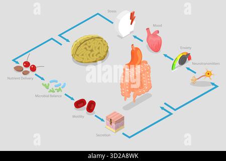 Illustrazione concettuale piatta isometrica 3D dell'asse cerebrale intestinale, unità di mentalità e digestiva illustrazione concettuale piatta isometrica 3D dell'asse cerebrale intestinale, unità di mentalità e digestiva Foto Stock