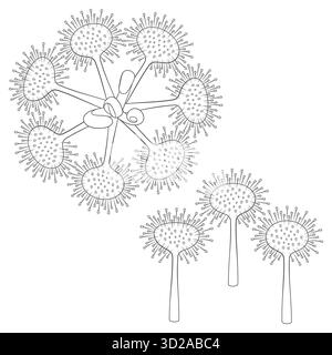 Set di illustrazioni in bianco e nero Sundew, drosera Plants. Oggetti vettoriali isolati su sfondo bianco. Illustrazione Vettoriale