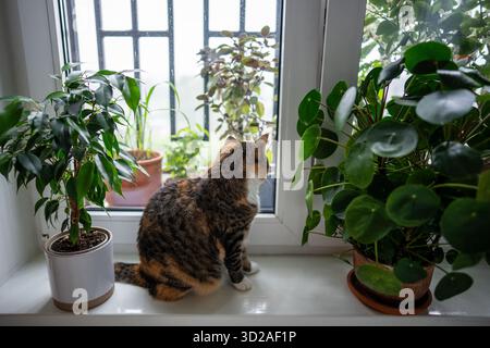Curioso gatto domestico seduto sul davanzale del balcone con piante d'appartamento in vaso ficus Benjamin e Pilea. Foto Stock