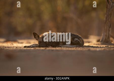 Il cane selvatico africano giace a dormire vicino agli alberi Foto Stock