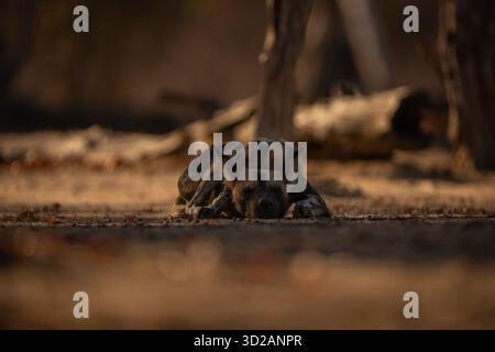 Il cane selvatico africano giace a dormire vicino ai tronchi Foto Stock