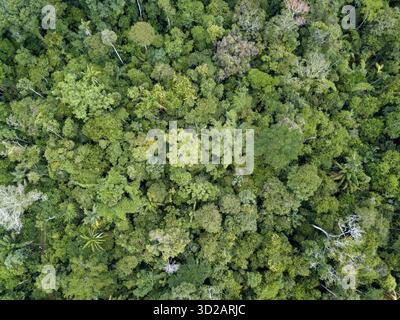 Gli alberi della foresta pluviale amazzonica offrono una vista aerea incredibile alla luce del sole estivo. Amazonas, Brasile. Concetto di clima, natura, ambiente, ecologia, conservazione, eco. Foto Stock