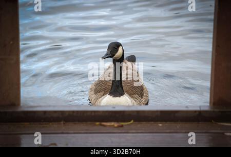 Un'oca del canada in cerca di cibo da parte degli spettatori. Oche del Canada ( Branta canadensis ) presso i laghi Aquadrome a Rickmansworth, Hertfordshire, Inghilterra, Regno Unito Foto Stock