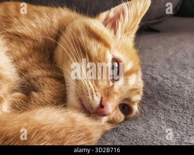 Gatto a righe soffice di zenzero su coperta grigia. Il gatto si trova comodamente su un comodo letto di casa. Gattino con naso rosa e look da sogno e si addormenta, si arriccia. Foto Stock