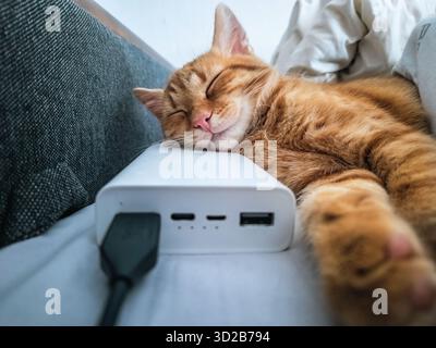 Power Bank bianco su divano grigio. Gatto dello zenzero dorme comodamente su di esso. Spegnere le luci, viaggiare, studiare e vivere con gadget e animali domestici. Deposito Foto Stock