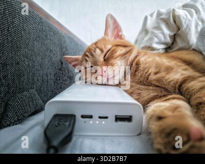 Power Bank bianco su divano grigio. Gatto dello zenzero dorme comodamente su di esso. Spegnere le luci, viaggiare, studiare e vivere con gadget e animali domestici. Deposito Foto Stock
