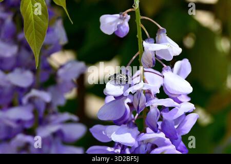 Coleottero Oxythyrea funesta su un profumato fiore di glicine viola Foto Stock