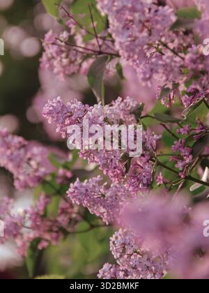 Primo piano dei rami rosa e viola di Lilac Bush in fiore Foto Stock