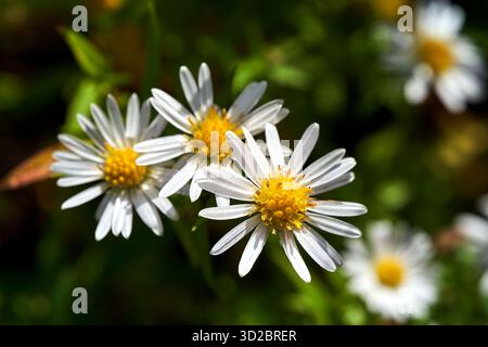 Un gruppo di piccoli fiori autunnali gialli e bianchi su un cespuglio di Erigeron, Polonia Foto Stock