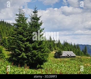 Due abeti rossi e capanna di legno abbandonata sul prato estivo di montagna Foto Stock