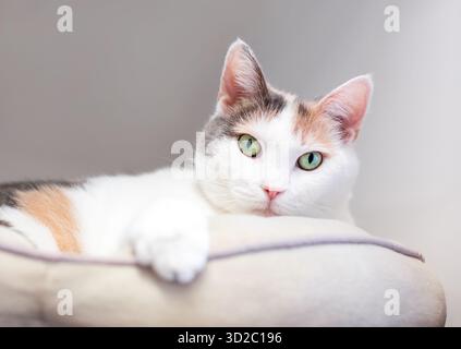 A diluire il calicò domestico gatto Shorthair rilassante in un letto di cat Foto Stock