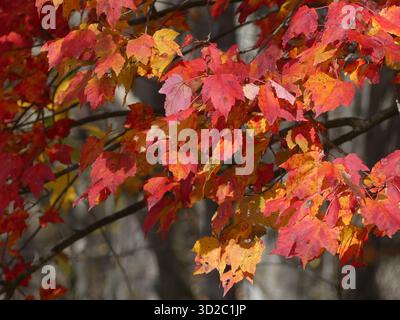 Uno strato denso di chioma di foglie di acero da zucchero rosso brillante e arancione che mostra i colori del fogliame autunnale al massimo in Massachusetts Foto Stock