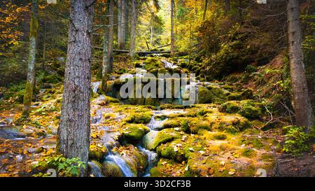 Ruscello della foresta autunnale che scorre su rocce coperte di muschio sotto la calda luce del sole circondato da fogliame dorato e dalla natura tranquilla Foto Stock