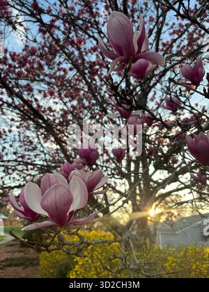 Magnolie rosa al tramonto con i raggi del sole Foto Stock