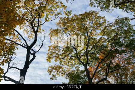 Baldacchino in acero norvegese con fogliame autunnale contro un cielo spazzato dalle nuvole al Broadmoor Wildlife Sanctuary di Natick, Massachusetts, Stati Uniti, New England. Foto Stock