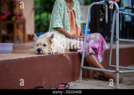 Un cane selettivo che si trova accanto a una vecchia donna asiatica annoiata e che non vede l'ora che i giovani tornino a casa per visitarla. Aspettiamo che la famiglia viva togeth Foto Stock