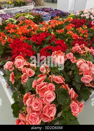 Una vivace e colorata esposizione di begonie in vaso di Elatior in un giardino o in un negozio. Foto Stock