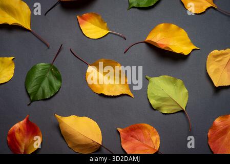 Una straordinaria gamma di foglie autunnali in colori vivaci collocate su uno sfondo scuro, che mostra l'incantevole bellezza del fogliame autunnale e della natura Foto Stock