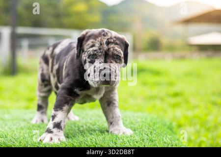 Messa a fuoco selettiva simpatici cuccioli neri marroni e bianchi con macchie grigie cuccioli di Bandogs Mastino napoletano in perfetta forma nel cortile anteriore grande Foto Stock