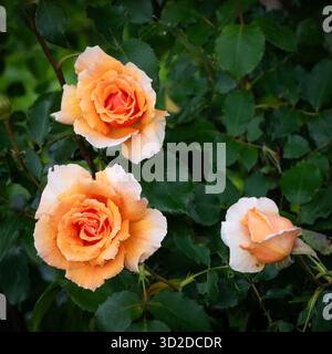 Rose Royal Sunset Foto Stock