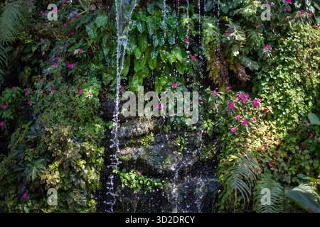 Focalizzazione selettiva sui piccoli fiori rosa che crescono accanto a una cascata bagnata con muschio verde cascata artificiale nel giardino che decora il giardino per apparire Foto Stock