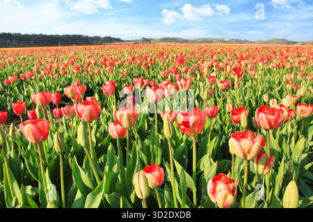 Tulipani rossi e rosa che sbocciano in un campo Foto Stock