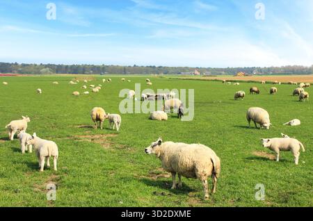 Pecore che pascolano pacificamente in un pascolo verde in un giorno di sole Foto Stock
