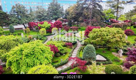 Vista dei droni sul GIARDINO GIAPPONESE DI Batumi con foglie rosse di acero giapponese (a maggio!) E percorsi DA GIARDINO e fiori di Rododendron (colore rosa) Foto Stock