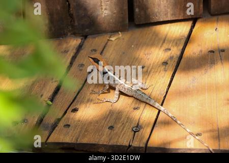 Messa a fuoco selettiva, ramo di lucertola con testa marrone su un asse di legno. Incredibile lucertola che cambia colore per abbinarsi alla natura. Foto Stock