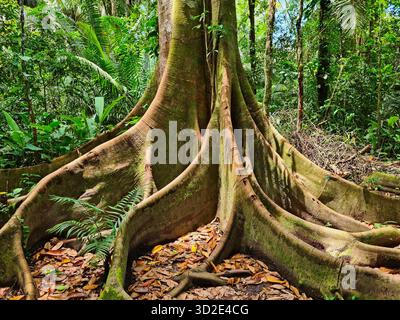 Base di un albero gigante con radici di contrafforti nella foresta tropicale del Perù. Foto Stock