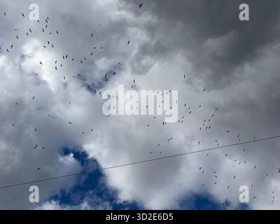 Herring Seagulls ( Larus argentatus) su Chard Somerset Inghilterra, marzo 2025 Foto Stock