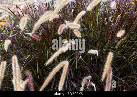 Erba densa con spikelets marrone chiaro, primo piano. Foto Stock