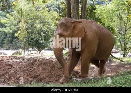 Maestoso grande elefante asiatico selvatico coperto di fango che cammina pacificamente nella lussureggiante giungla verde. un animale potente gode del suo habitat naturale, esplorando fores Foto Stock