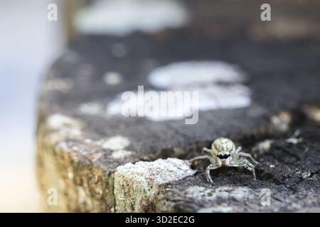 Piccolo ragno bianco che salta poggia su legno intemprato, sembrando curioso e vigile. Questo piccolo aracnide con grande occhio si trova nel suo habitat naturale all'aperto Foto Stock