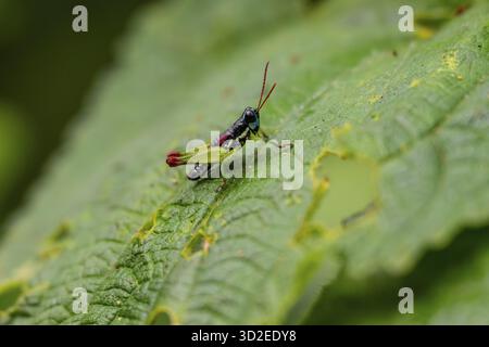 Cavalletta verde nera (Orthoptera) su stelo, Bwindi Impenetrable Forest, Uganda Foto Stock