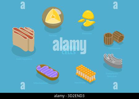 Illustrazione concettuale piatta isometrica 3D di celle animali, diagramma educativo illustrazione concettuale piatta isometrica 3D di celle animali, diagramma educativo Foto Stock