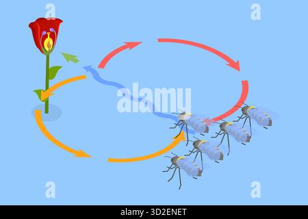 Illustrazione concettuale isometrica piatta 3D di Bee waggle Dance, Animal Language 3D Isometric Flat Conceptual Illustration of Bee waggle Dance, Animal Language Foto Stock
