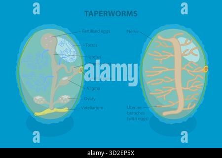 Illustrazione piatta isometrica 3D di Proglottid of Taperworm, Taenia Solium Foto Stock