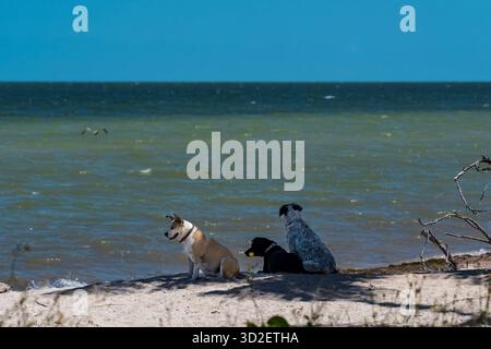 Un branco di cani guarda a lungo mentre i loro proprietari si crogiolano su una spiaggia caraibica, incorniciata da acque turchesi, palme ondeggianti e cieli blu, code che agitano con arguzia Foto Stock
